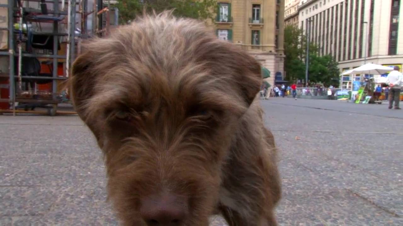 pgm90 ignacio kliche