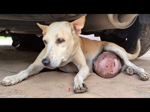Video: Pas za spašavanje s rijetkim tumorom koji se podvrgava temeljnoj kirurgiji
