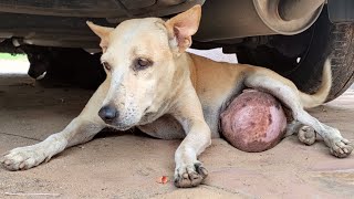 Elderly Street Dog Rescued with Massive Tumor on her Stomach