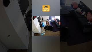 Our Chaos Cats Caught On Camera | Animal Watch