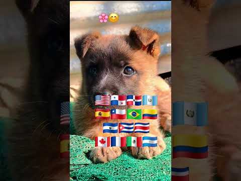 🥹🥺🩷 #subscribe #perritos #saludos #mascotas #cute #funny #kitty #viralshort #popular