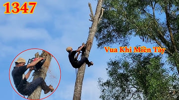 Full : Vua Khỉ Miền Tây cưa hạ hàng cây Tràm Bông Vàng nằm sát đường đi Cutting many trees