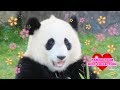 PANDA TOUR BEST COLLECTION 素敵なパンダ旅をありがとう THANK YOU SO MUCH!!