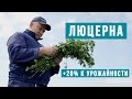 Полевой опыт на люцерне в ООО "Дон"