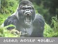ゴリラの歌(チューインガム)歌詞付