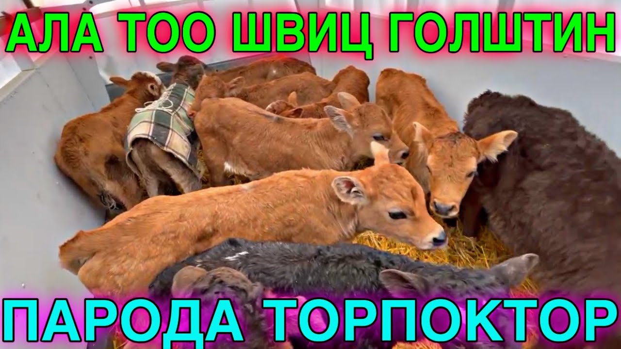СҮТ ЭМ ПАРОДА ТОРПОКТОР АЗЫР ЖОЛГО ЧЫКТЫ 🤯