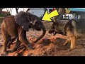 O Veterinário Acompanha O Filhote De Elefante Rejeitado, E Faz Uma Descoberta Adorável