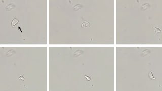 Falling-Leaf Motility of Giardia lamblia and A Giardia lamblia Trophozoitewith Falling-Leaf Motility