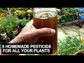 5 homemade pesticide for all your plants i step by step procedures