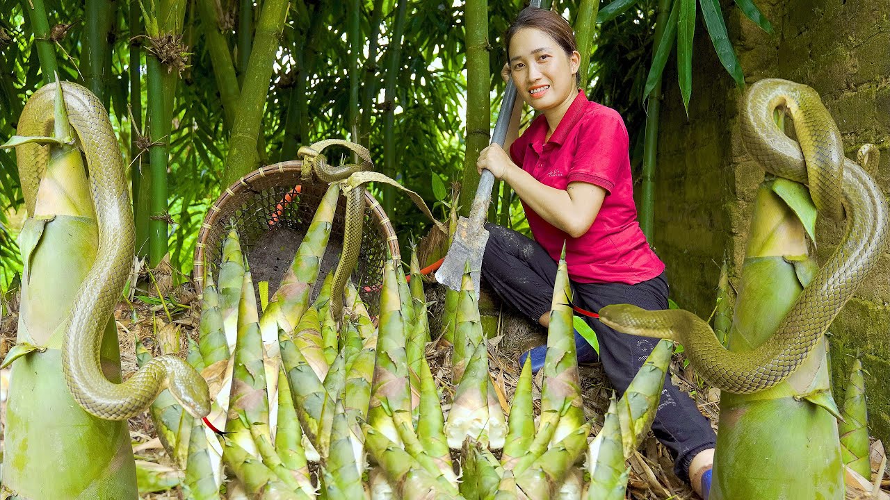 Tame Green Snakes & Harvest Bamboo Shoots goes to the market sell Lý Thị Hoa YouTube