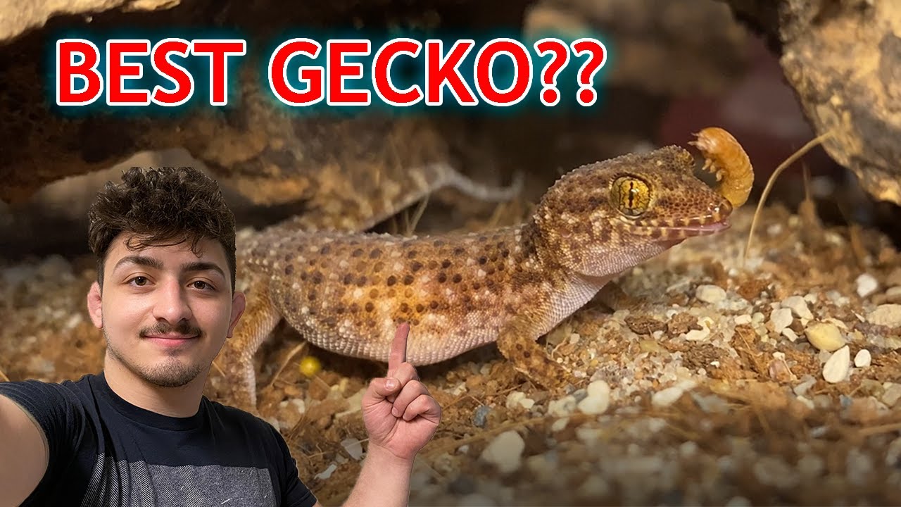 Bynoe's (Prickly) Gecko: Most Underrated Reptile?