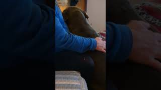 Emotional Support Lover #youtubeshorts #animallife #cuteanimal #cute #love #corso #canecorso