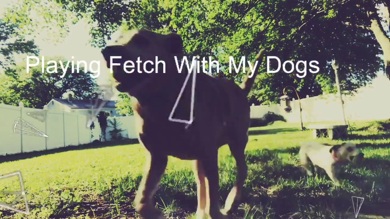 Owner Introduction for Close To Home- Dog Walking Services!