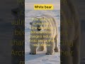 Polar bear #music #youtubeshorts #love #cute #animals #selfimprovement