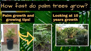 How fast do palm trees grow?  Palm growth over 10 years+ and growth tips.