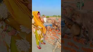 cut Jaaye Sankat Inki Sharan Mein #shorts #monkey #video #viral