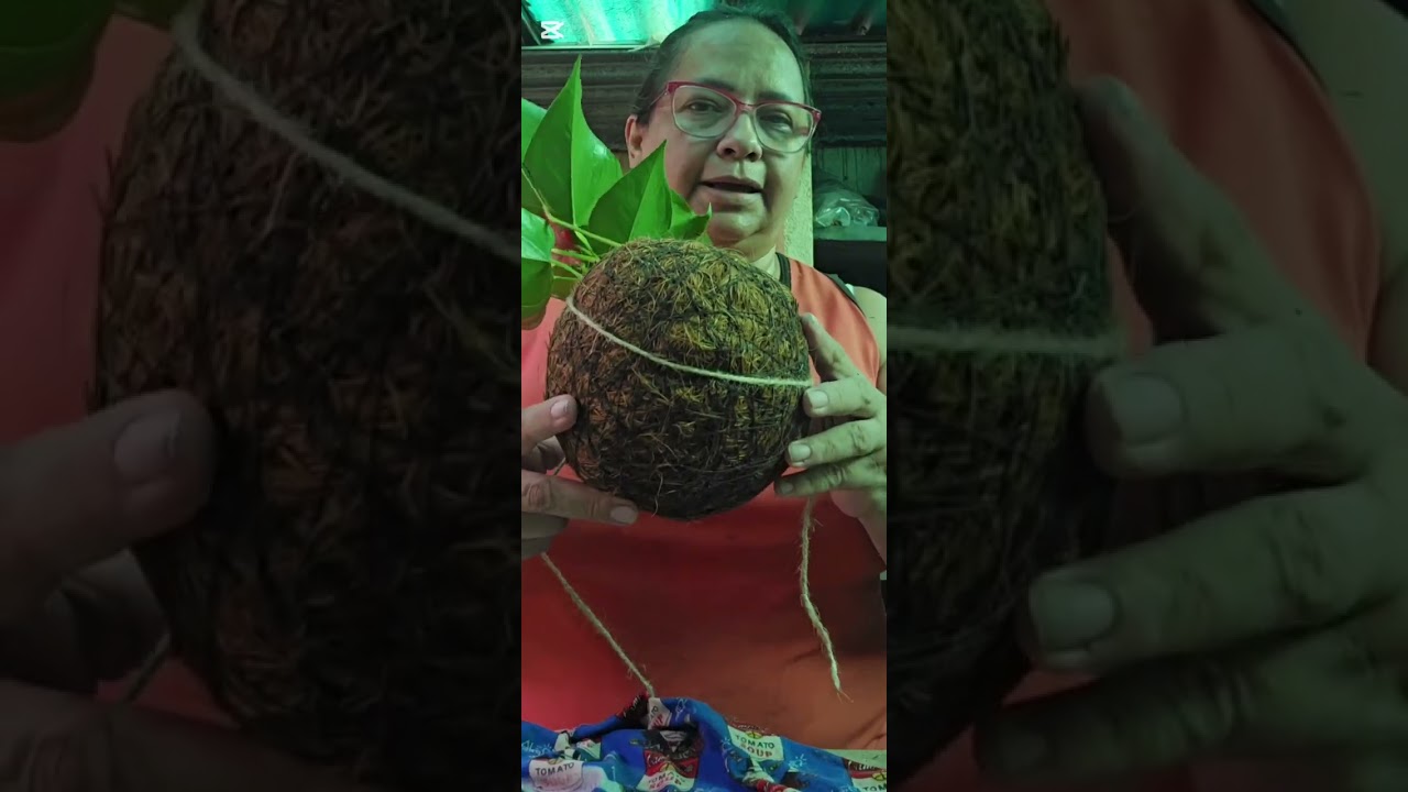 Paso a paso, como realizar una kokedama con Anturio