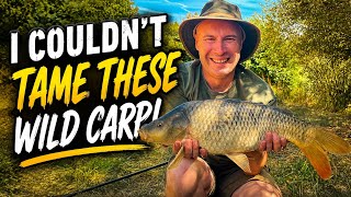 Wild Carp Fishing… These Carp Were Unstoppable!