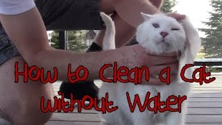 How to Groom, Wash & Bathe a Cat - Brushes and Wipes (no water) by Cat Pause 84,925 views 8 years ago 6 minutes, 50 seconds