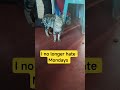Ich Hasse Montage Nicht Mehr Viral Viral Doggielife Shortvideos Pets