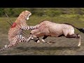 Cheetah Almost Lost Their lives Because They dared To Attack Gemsbok With Horns Too Danger