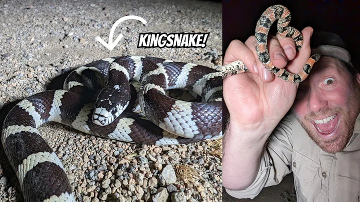 Road Cruising in the Northern Mojave | Field Herping Southern California