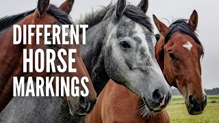 25 Horse Markings and Their Meanings