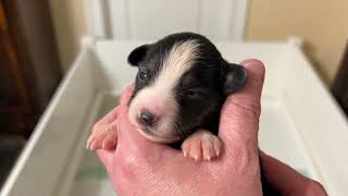 New Puppies! Miniature American Shepherds (two weeks old)