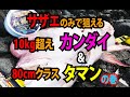 サザエのみで狙える対象魚 - カンダイ10kgオーバー&タマン(ハマフエフキ)80クラス編 - fathom(ファゾム)