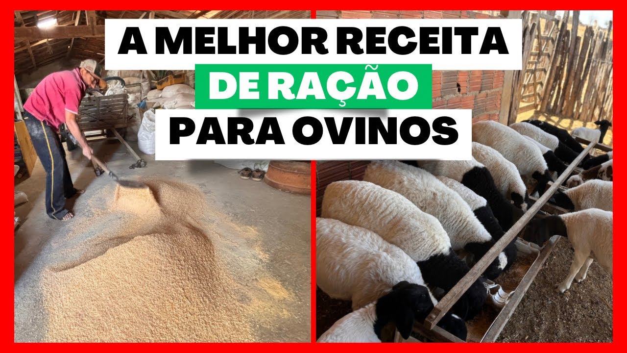 RECEITA CREEP FEEDING | RECEITA RAÇÃO BORREGOS MENOS DR 03 MESES