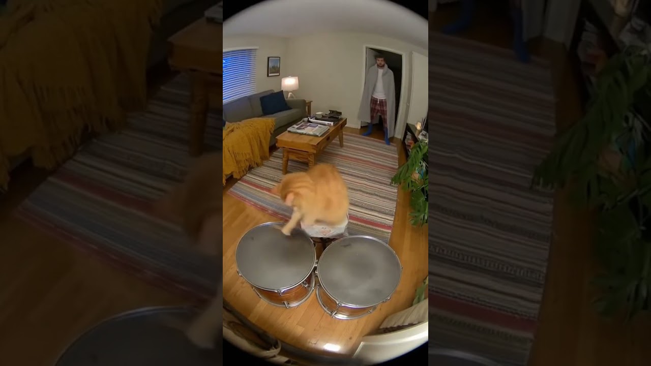 Orange Cat vs Drum Set: Who Wins? 🥁😹 