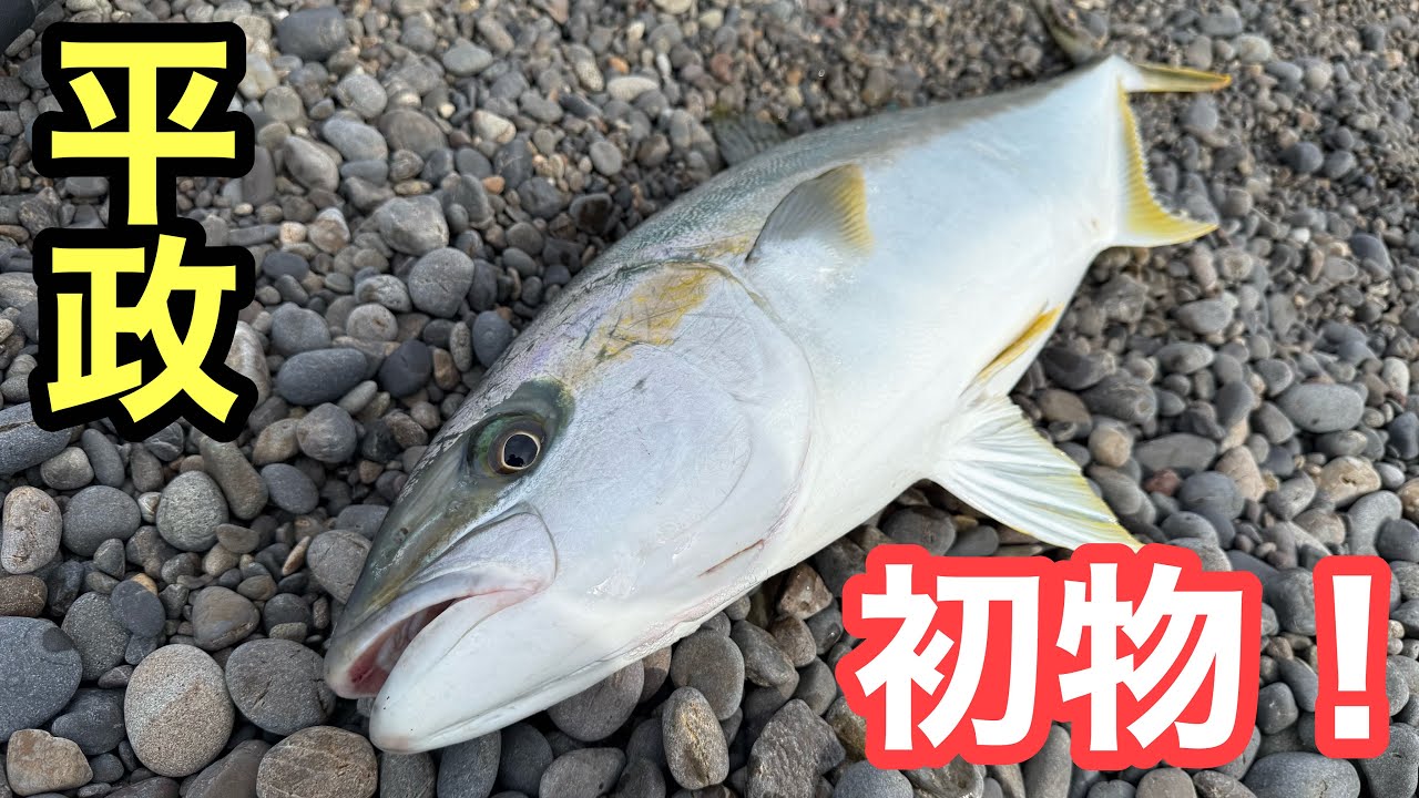 【今年の初ヒラマサゲット】ドラグが止まらない！久々の大型とのバトルは気持ちよ過ぎました【ショアジギング/飲ませ釣り】