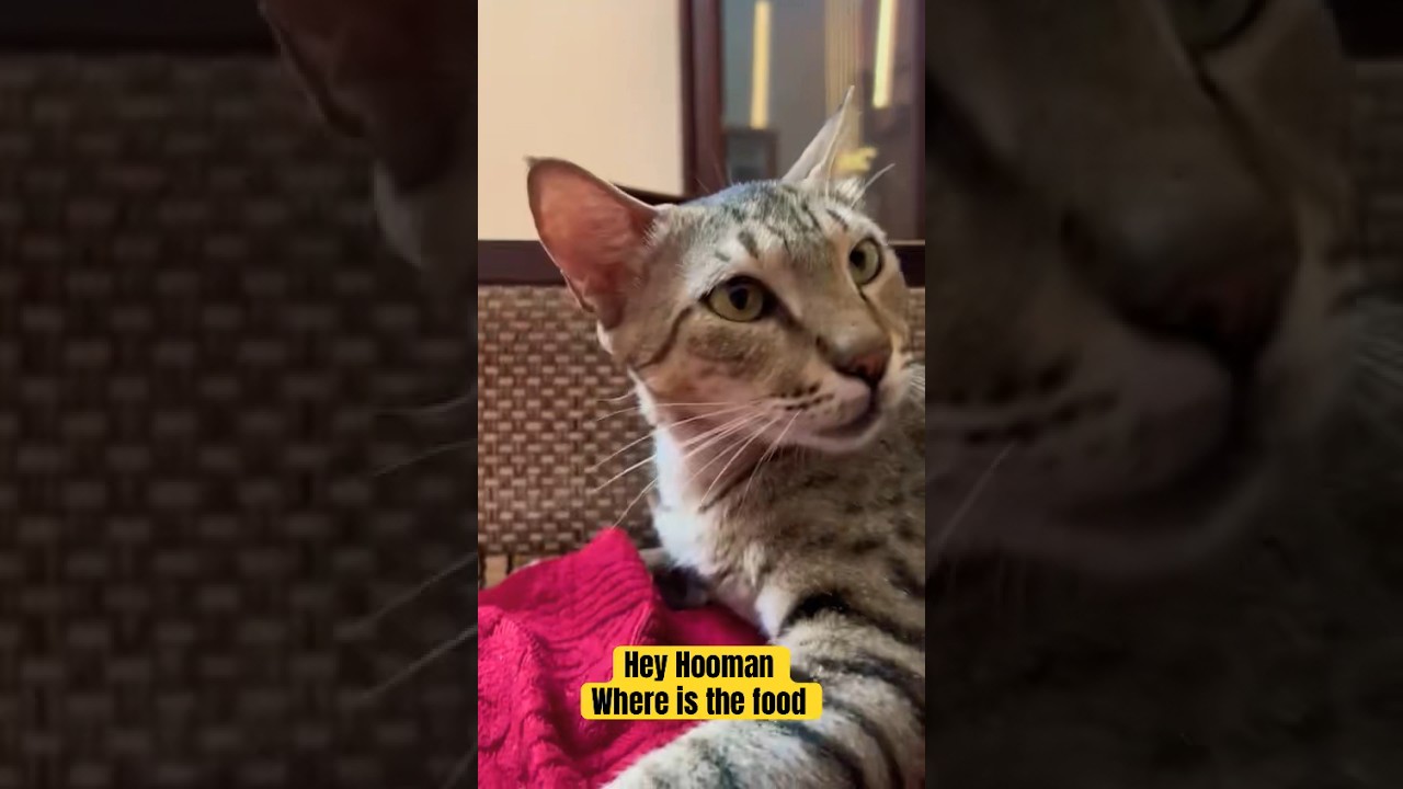 Video thumbnail: #catvideos #catlovers #reels #animallover #animalshorts #catshorts #shortsvideo #loveforlife #love