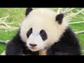 【彩浜スペシャル🐼】彩浜生後8か月🐼 彩浜🐼 2019年4月16日撮影 FULL VERSION