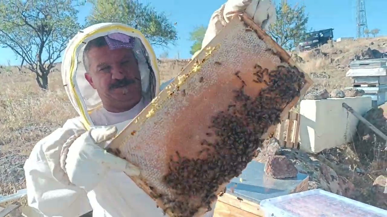 BAL SAGIM SON HIZ DEVAM EDİYOOR..