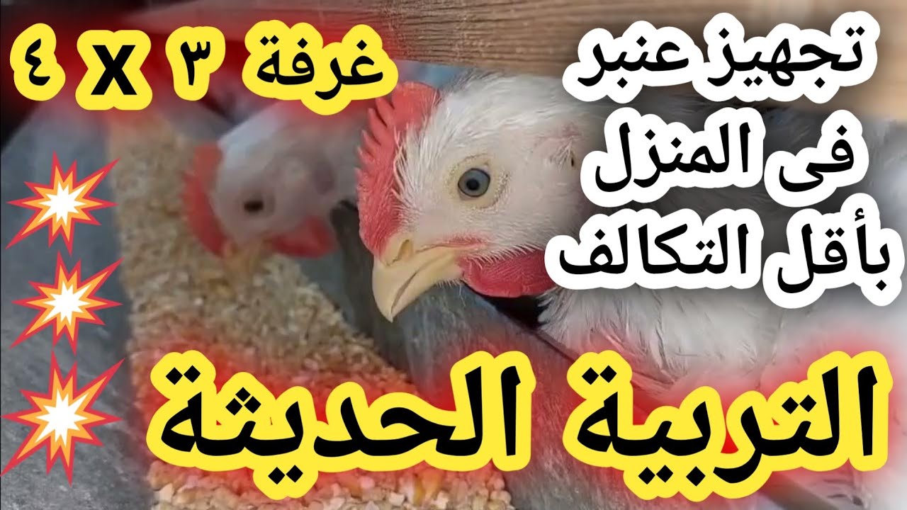 طريقة تجهيز عنبر صغير فى المنزل بأقل التكاليف .التربية الحديثة للفراخ # ...