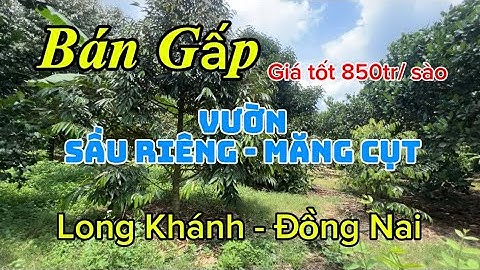 Vườn tuyệt đẹp kẹt tiền bán gấp. Sầu riêng măng cụt chôm chôm