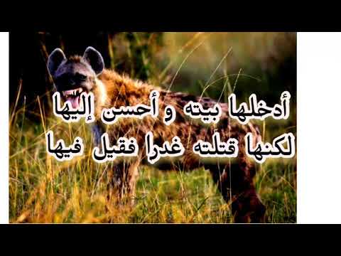 مجير و و أم عامر