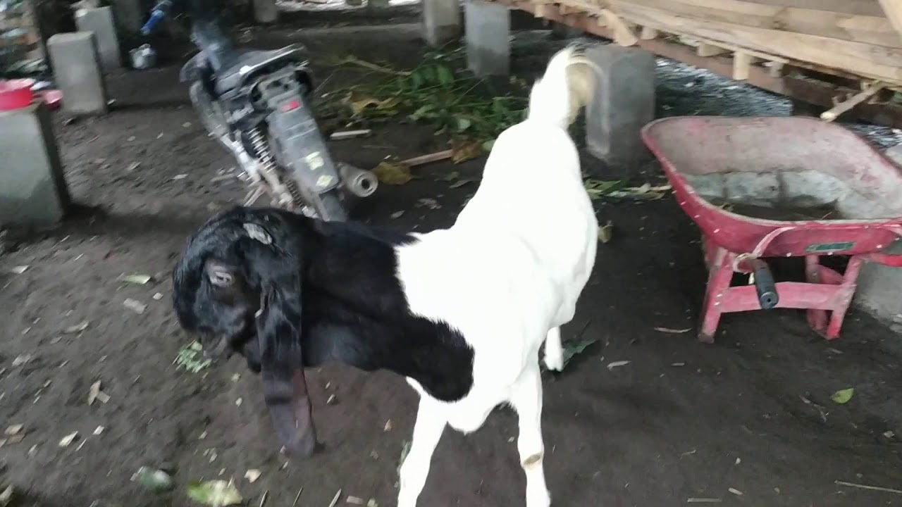 Kambing PE 