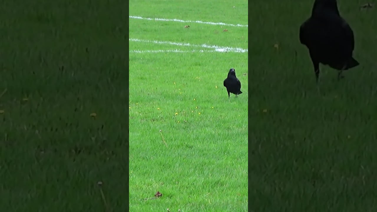 Crow Strikes Magpie, Claims Small Feather / Park Crows 4K