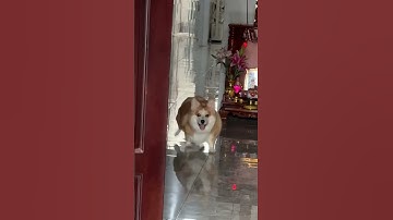 Adorable Corgi Hops on Moped!