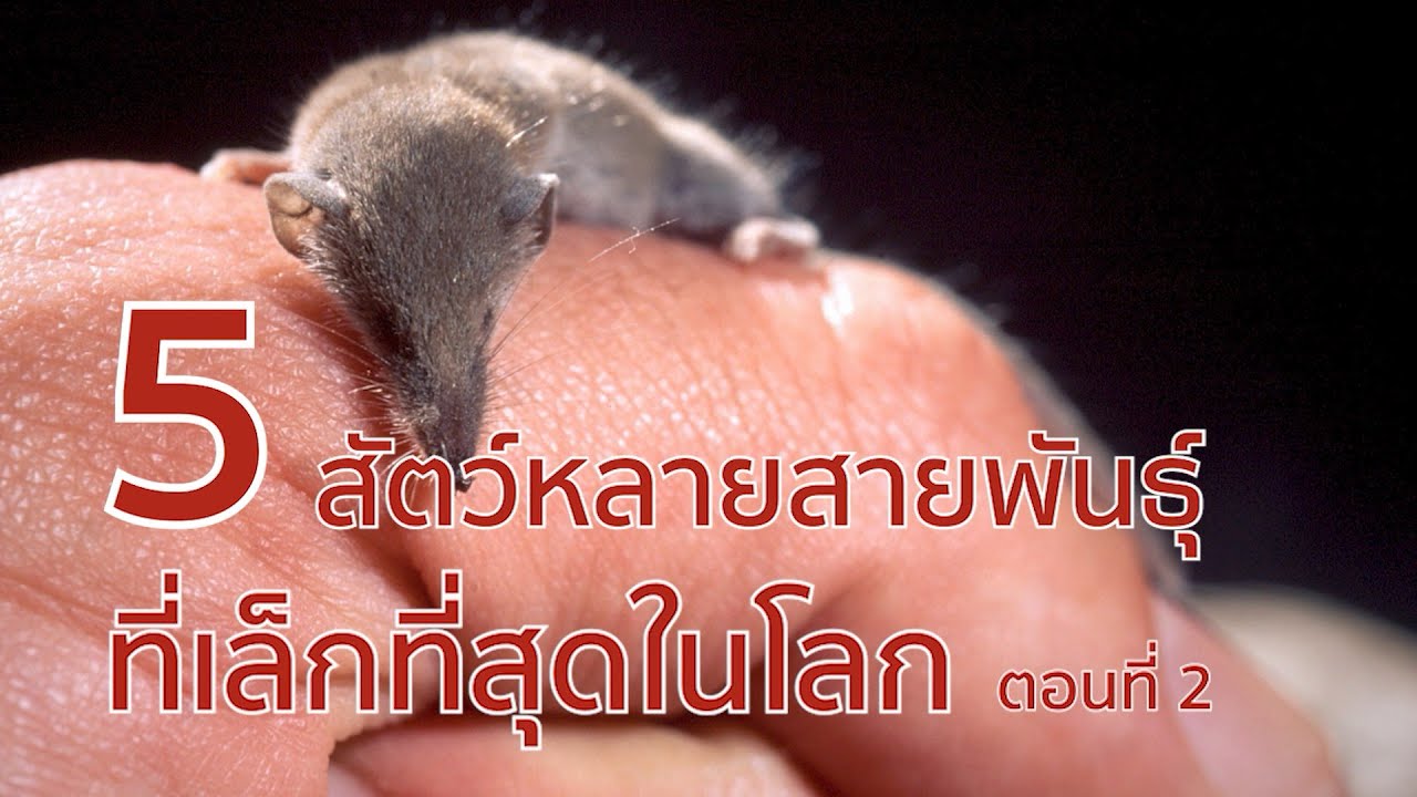 5 สัตว์หลายสายพันธุ์ที่เล็กที่สุดในโลก ตอนที่ 2