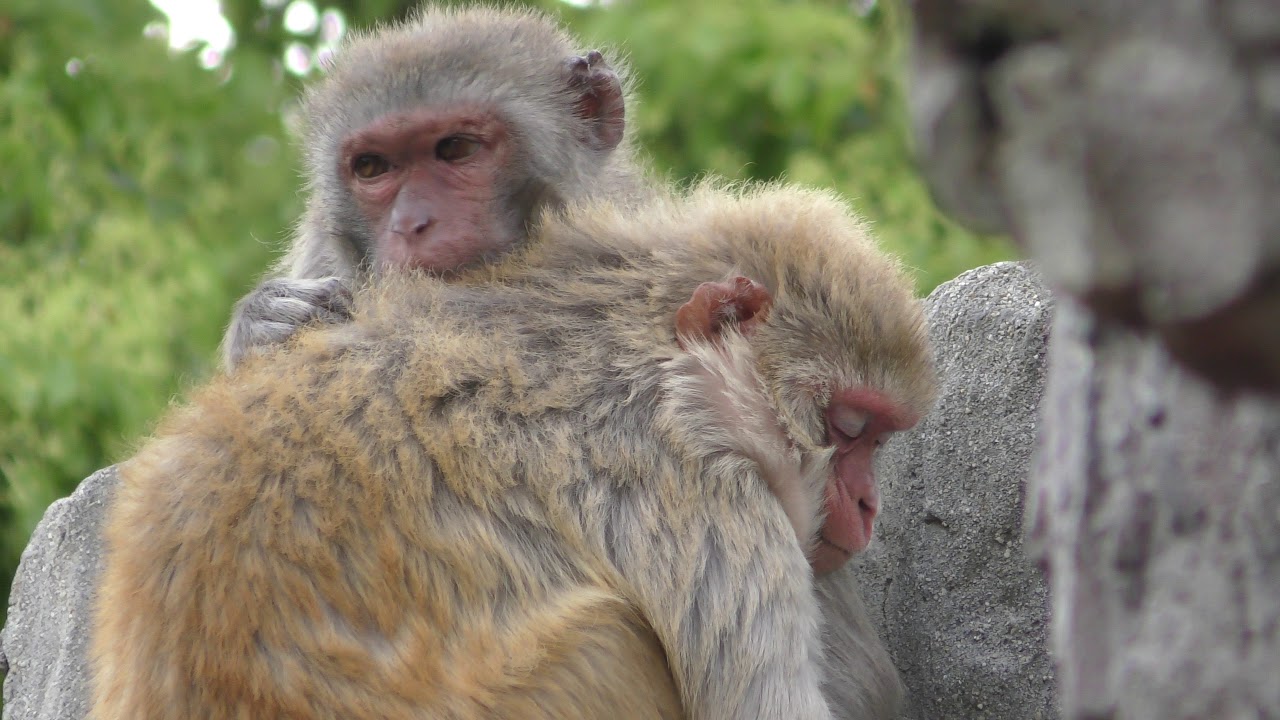 Rhesus macaque (Shunan City Tokuyama Zoo, Yamaguchi, Japan) April