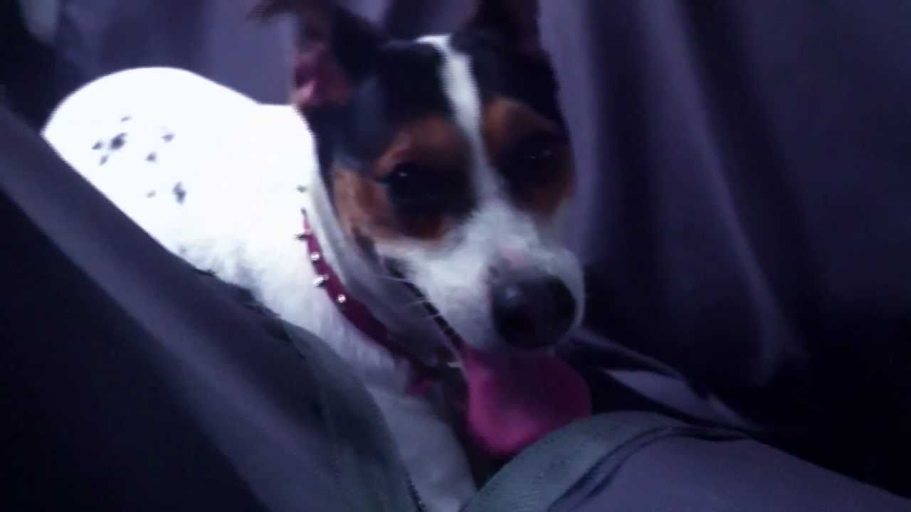 Hot Diggity Dog REMIX! YouTube