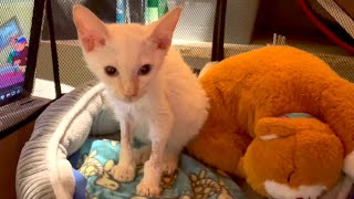 Flame Point Kitten Recovery plus saying Hi! to Fig, Prim & SheRa by Community Cats 477 views 8 months ago 14 minutes, 21 seconds