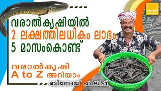 Varal fish harvesting / വരാൽ കൃഷിയിൽ 2ലക്ഷത്തിലധികം ലാഭം 5മാസം കൊണ്ട് / Snake head fish harvesting