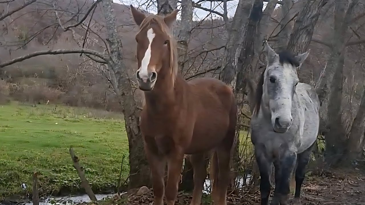 Wild horses contemplating nature🏞