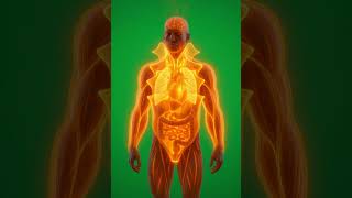 The Scary Truth About What Spicy Food Does To Your Organs  #humanbody  #anatomy #facts #health