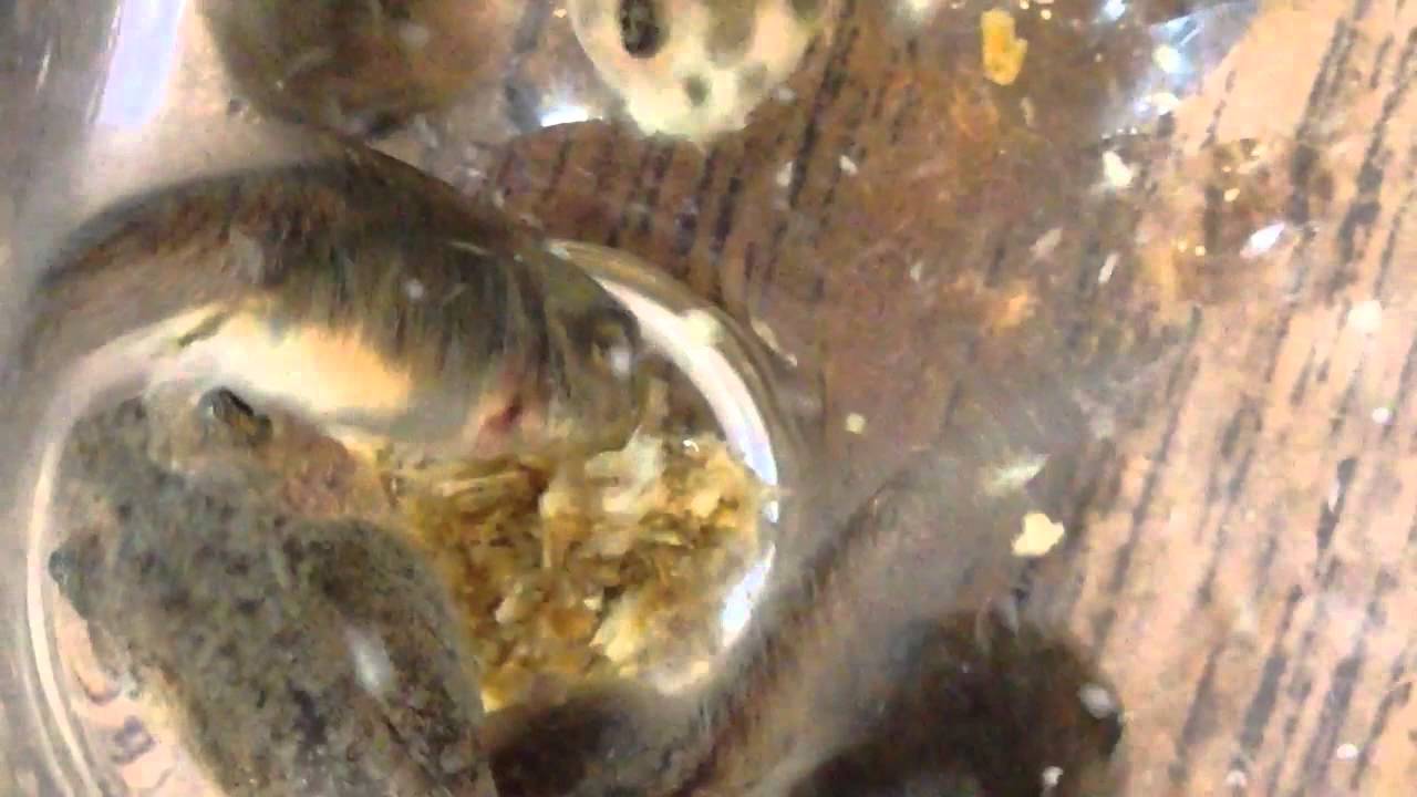 Tadpoles Gone Wild! YouTube