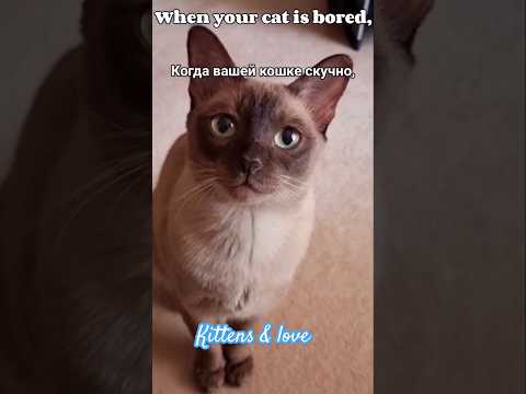 #Tonkinese #cat. If the #kitty is bored😿/#Тонкинез. Если #котик заскучал🥺❤